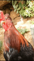 200.gif