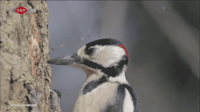 Cazn.gif