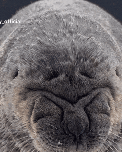 seal-cryi.gif