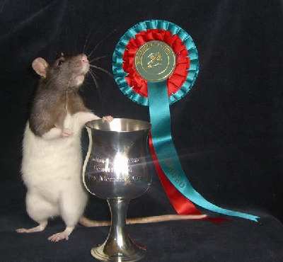 proud_rat_small_7574.jpg
