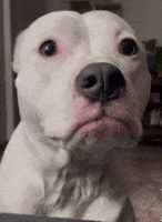 Sad Face GIF