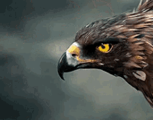 eagle-freedom.gif