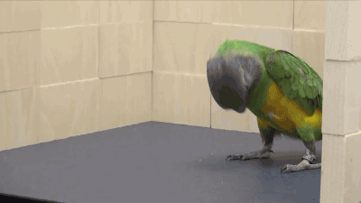 3a931ff6acfc7ca9fc22fb582601f4d8.gif