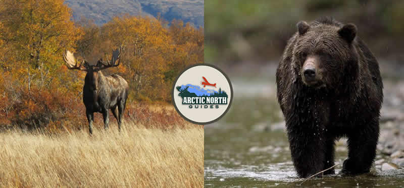 arcticnorthguides.com