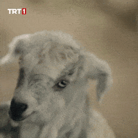 Goat Sheep GIF by TRT