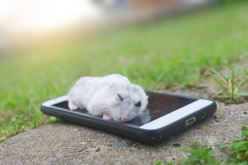 hamster-winter-white-sleeping-smart-phone-102221392.jpg