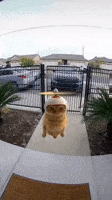 Cat Ai GIF